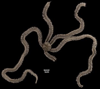 Media type: image;   Invertebrate Zoology OPH-2361 Aspect: dorsal